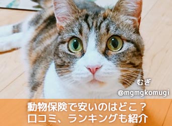 動物保険で安いのはどこ?動物保険の口コミ・評判、ランキングも紹介のサムネイル画像